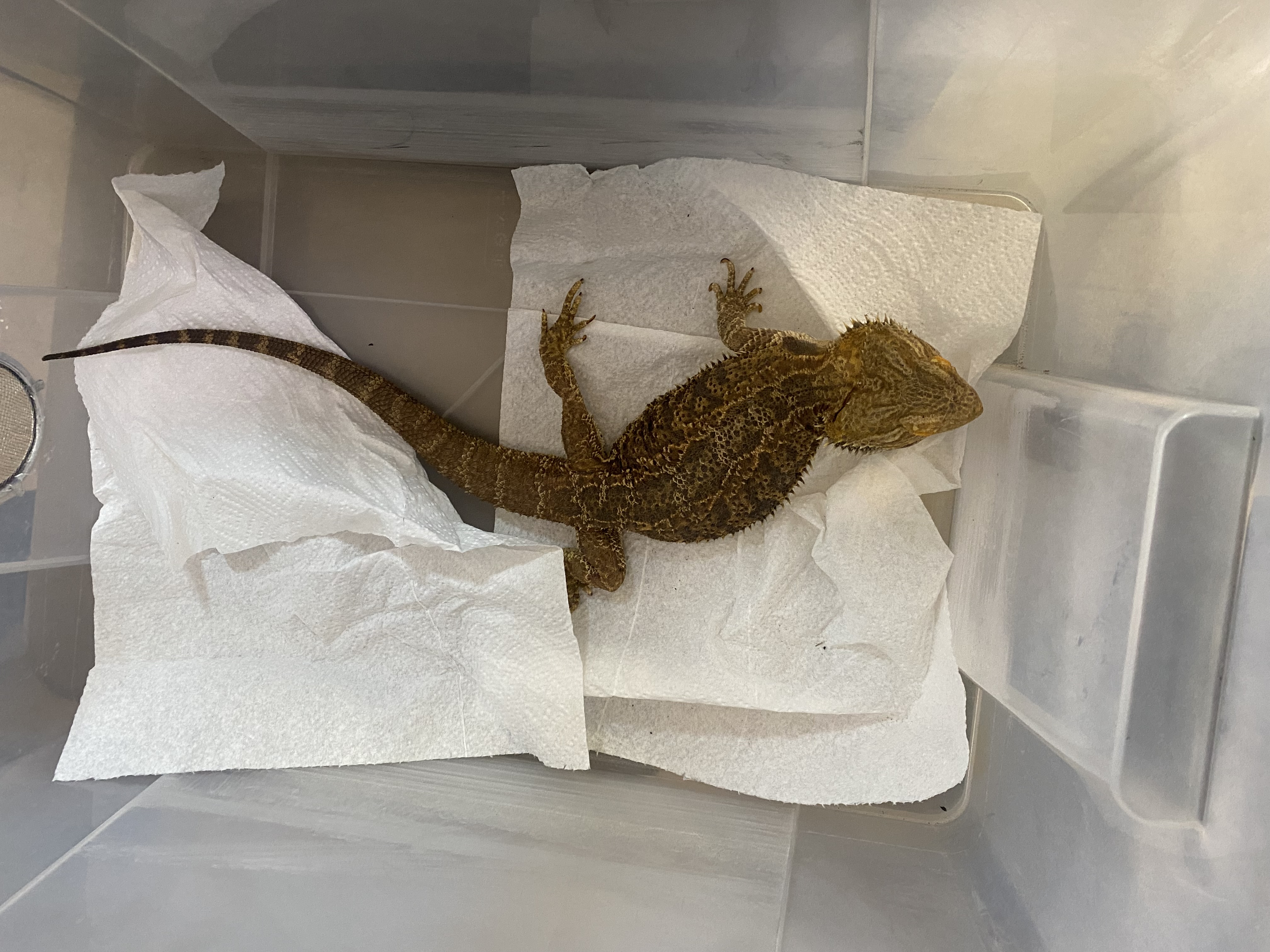 John & Phils Reptiles