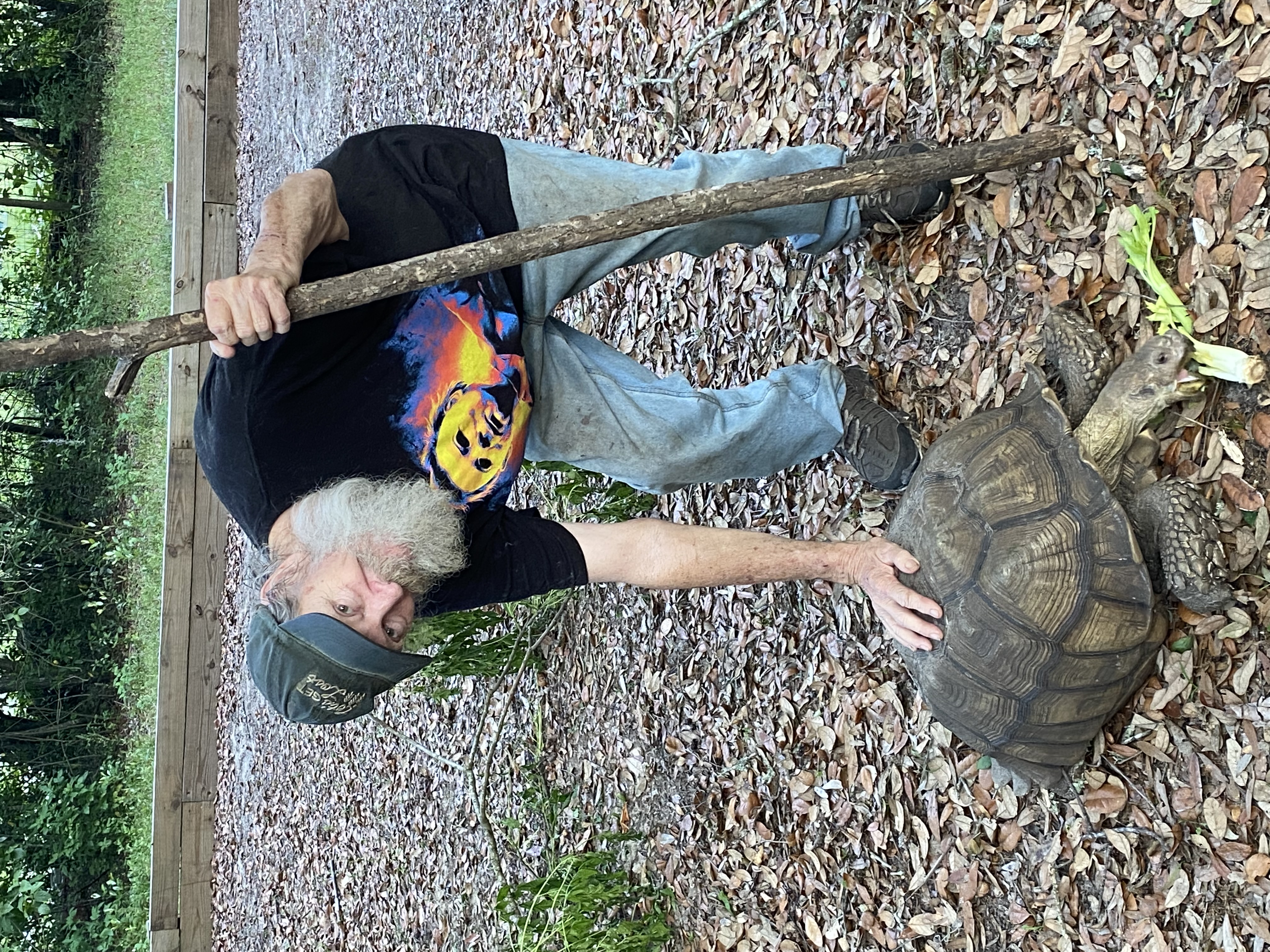 Turtle