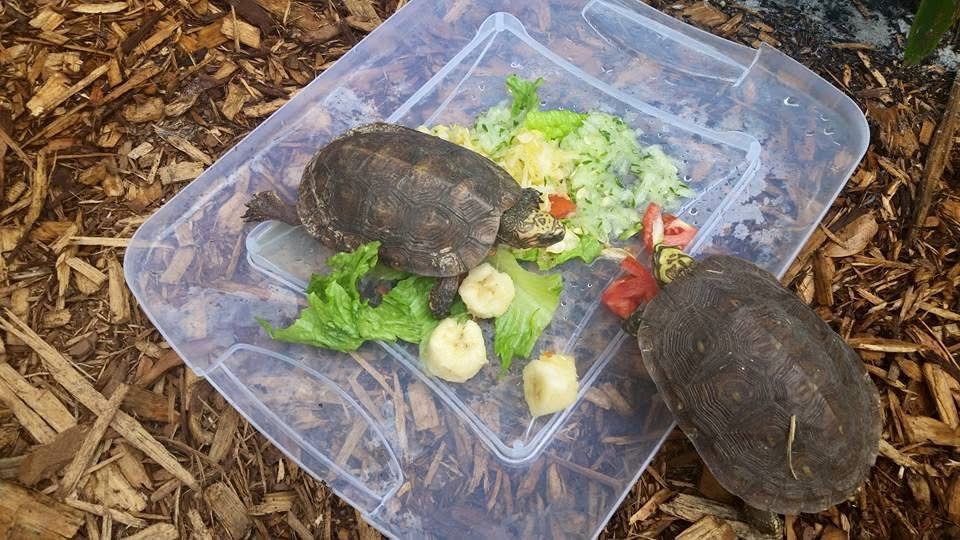Turtle